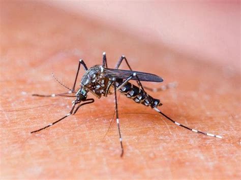 Dengue Mosquitoes Breed Even In Dry Summer Months Study India News