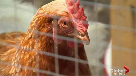 Will Chickens Soon Rule The Roost In Saskatoon Backyards Saskatoon