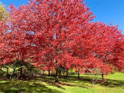 What Is The Red Maple Tree Growth Rate