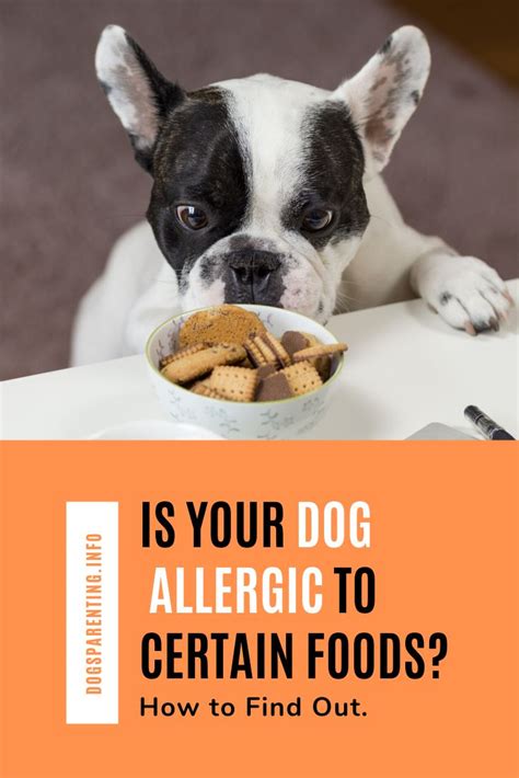 How To Find Out If Your Dog Is Allergic To Certain Foods Dog Food
