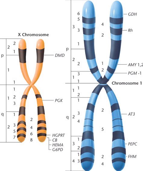 Chapter 5 Chromosome Mapping In Eukaryotes