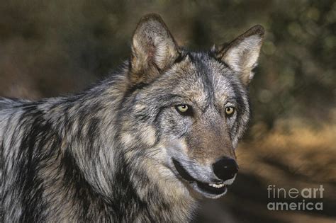Gray Wolf Portrait Endangered Species Wildlife Rescue Photograph By