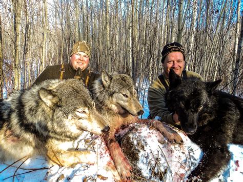 Alberta Hunting Outfitters Whitetail Wolf Moose Elk