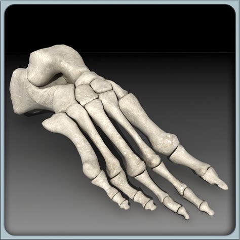 32 3d Max Model Bone Structure Of Human Leg Cad Psd Background