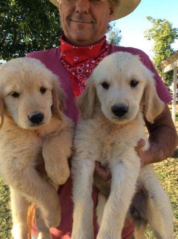 We charge a small fee of $35 for a microchip for the akc's reunite recovery program. AKC GOLDEN RETRIEVER PUPPIES for Sale in Madera ...