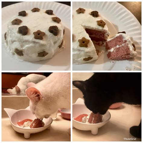 I Made A Birthday Cake For My Cats First Birthday They Loved It R