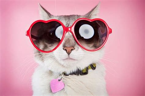 Heart Sunglasses Cat Haha Gatos Gatitos Lindos Gatitos Adorables
