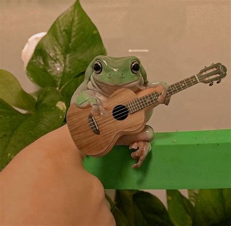 Froggo Playing Guitar 🐸 Pet Frogs Cute Frogs Cute Animals