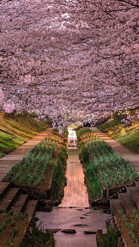 Japan Cherry Blossom Backiee