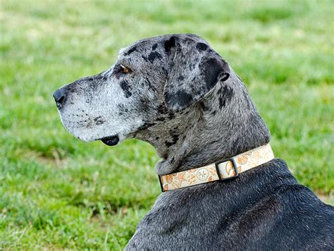 What Are Black Spots On Dogs Skin And Itching Hair Loss Dogs Cats Pets