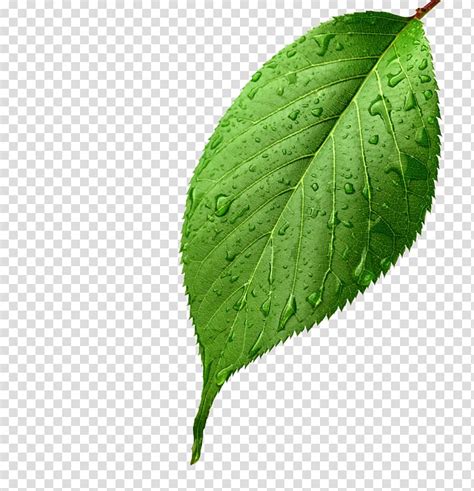 Clip Art Of Tree Dropping Leaves ~ Png Clipart