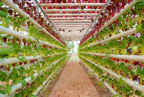 Tomatoespotatoes Lettucestrawberry Growing Greenhouse