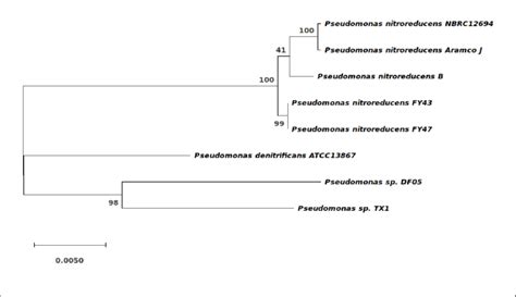 Phylogenetic Tree Of 8 Pseudomonas Strains Based On Rpob Gene Sequences