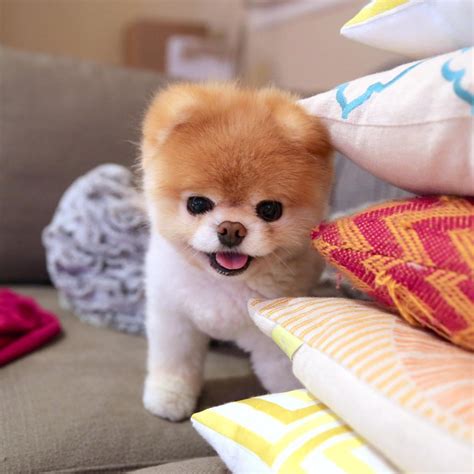 Boo Lhistoire Du Chien Le Plus Mignon Au Monde Yzgeneration