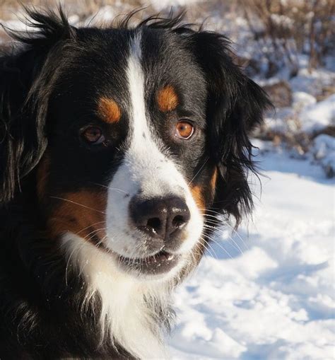 57 Bernese Mountain Dog Mix Golden Retriever Image Bleumoonproductions