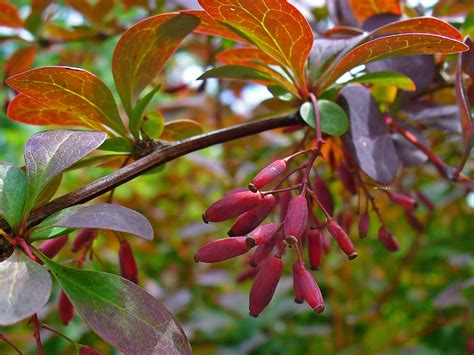 The European Barberry A Plant That Makes Complex Decisions The