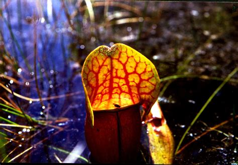 You are a well meaning idealist who will not have any friends until he runs his clothes through a rinse cycle. what do you mean by pitcher plant Science Nutrition in ...