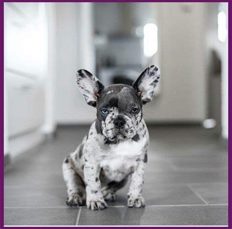Noa uk breed survey report on 71 dog deaths put the average lifespan of french bulldogs at 8 to 10 years, while the uk breed club suggests an average of 12 to 14 years. It is suggested to choose a Bulldog pup from moms and dads ...