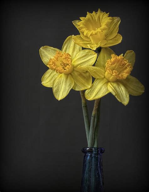 Three Daffodils Photograph By Kerry Hauser Fine Art America