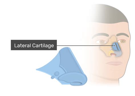 Supportive Cartilages And Bones Of The Nose Getbodysmart