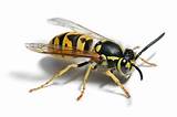 How To Control Wasp Pictures