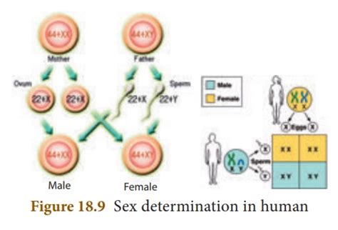 Sex Determination In Human Mutation Heredity