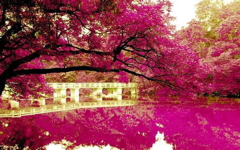 Pink Nature Wallpapernaturenatural Landscapepinktreespring