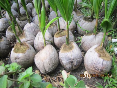 Trees of antiquity is a small family farm shipping heritage fruit trees to homes and farms for over forty years. Fruit Trees For Sale: Dwarf Coconut