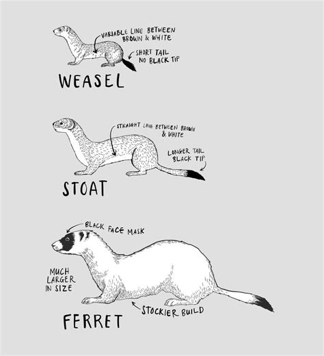 Image Showing The Difference Between Weasels Stoats And Ferrets Art