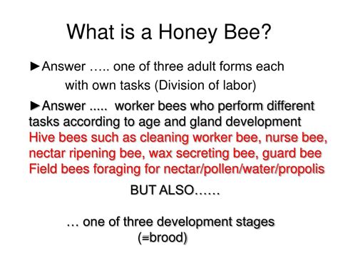 Ppt Honey Bee Biology Powerpoint Presentation Free Download Id377262