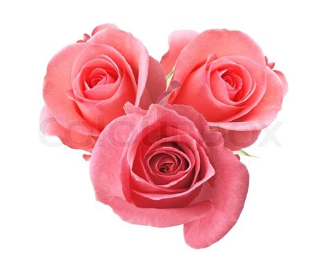 Beautiful Pink Roses Isolated On White Stock Image Colourbox