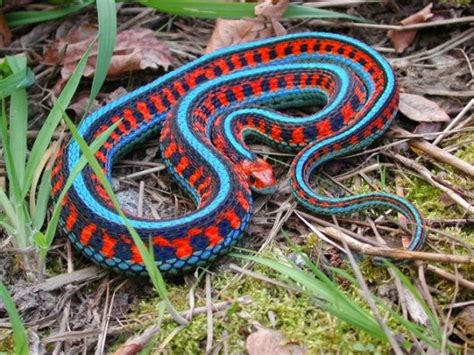 Zona Curiosa Las Serpientes Más Coloridas Y Llamativas
