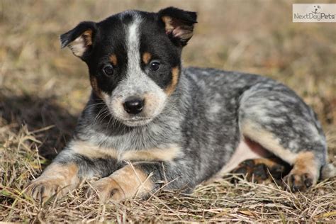 Rules Of The Jungle Blue Heeler Puppies