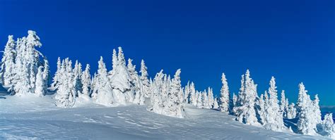Download Wallpaper 2560x1080 Snow Trees Winter Snowy Landscape Dual