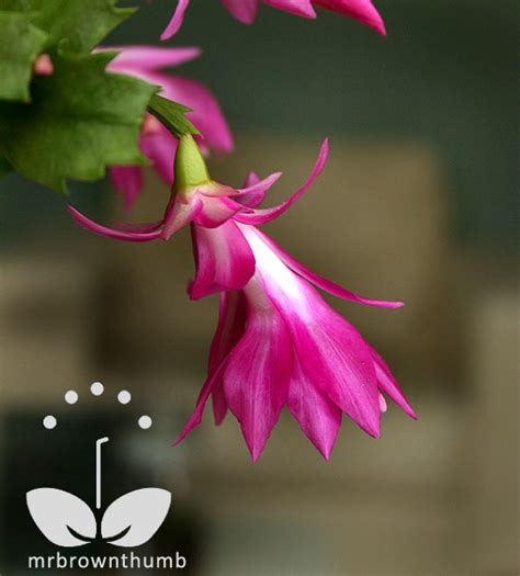 Cactus can become stressed by improper environmental conditions such as temperature, moisture, and light. "Christmas Cactus" Blooms, Care and Identification ...