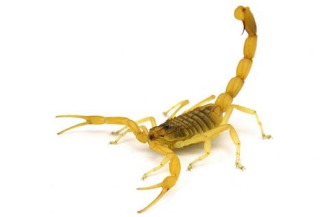 Worlds Most Venomous Scorpion Caught In Action The Straits Times