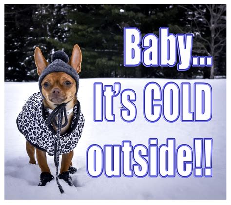 Its Going To Be Cold This Weekend Please Make Sure Your Four Legged