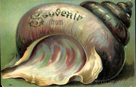 Shell Souvenir Souvenir Postcard Vintage Postcards Postcard