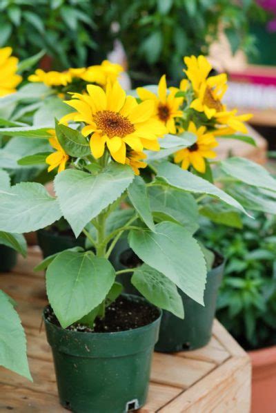 Growing Sunflowers In Containers Horticulture Magazine