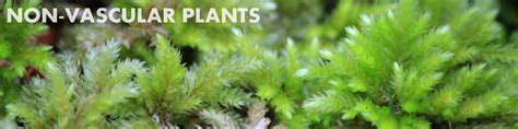 The ends of the cells contain what are known as 'perforation plates'. Non-vascular Plants | Basic Biology