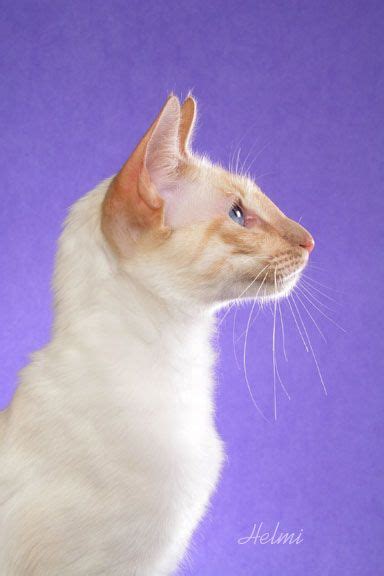 ~ Red Point Javanese Cat ~ Balinese Cat Cat Breeds Cats