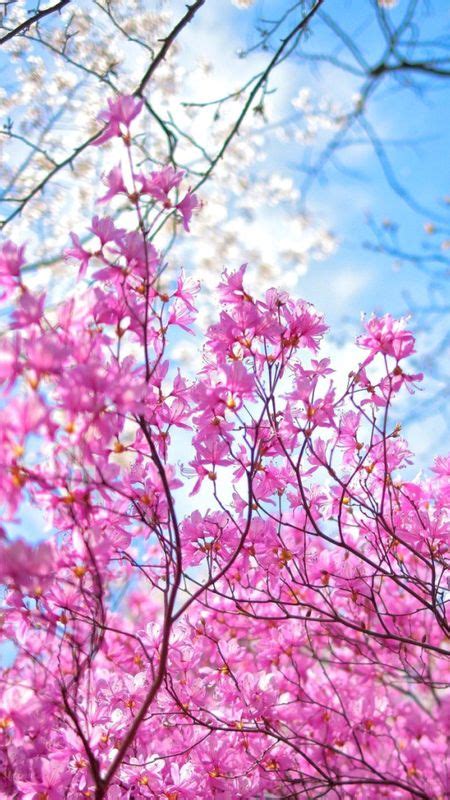 Spring Beautiful Tree Wallpaper Download Mobcup