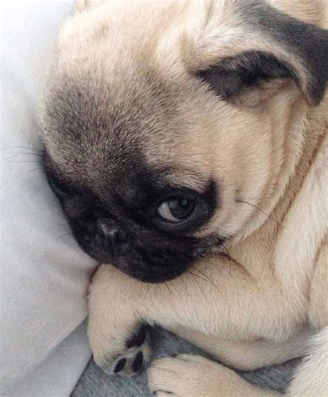 I Said Dont Wake Me Until Friday Cute Pug Puppies Pug Puppy