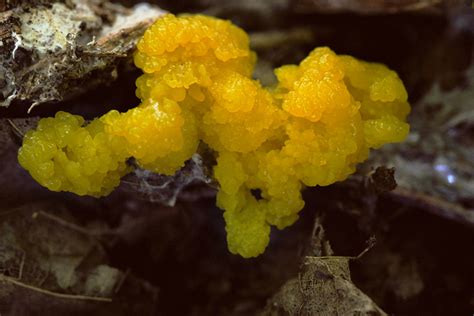 Yellow Slime Mold Growing On A Maple Leaf In The Woods At Flickr