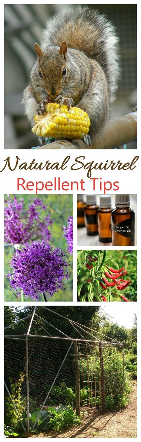 How to get rid of squash bugs. Natural Squirrel Repellent Ideas - Keep Squirrels out of The Yard! | Hometalk: Gardening ...