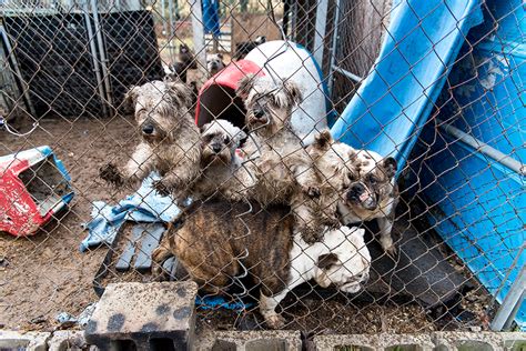 Puppy Mill Rescue Michigan Michigan Dachsund Rescue Warns Of Puppy