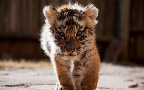 Cute Tiger Telegraph
