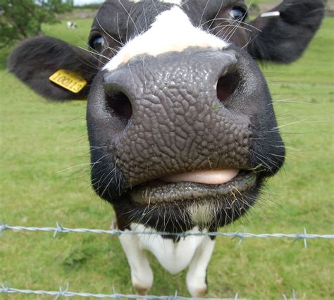 Pin By Alice Badger On Everyone Needs A Moment Cow Photos Animal