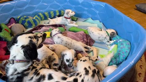 Noras Longcoat Dalmatian Puppies 2021 Youtube