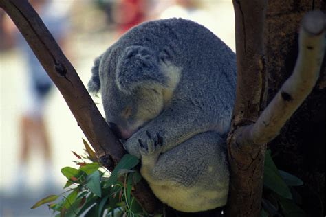 Sleepy Koala Bear Photograph By Carl Purcell